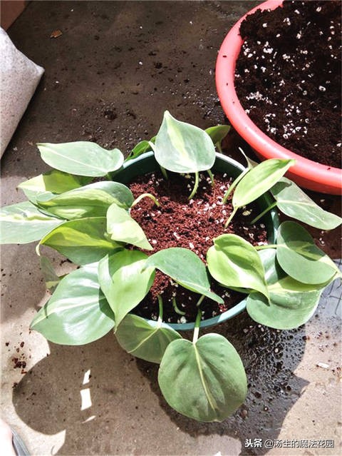 给绿萝浇什么水才能让绿萝好起来,水培绿萝转土培绿萝黄叶怎么办