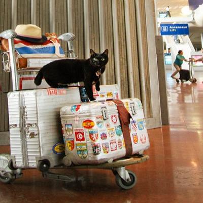 中华田园猫黑猫绿眼,中国田园猫咪黑猫