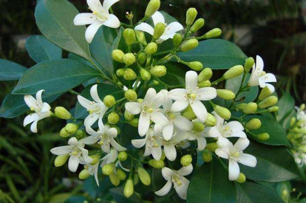 怎么养九里香才能开花,养好一盆九里香诀窍在这里