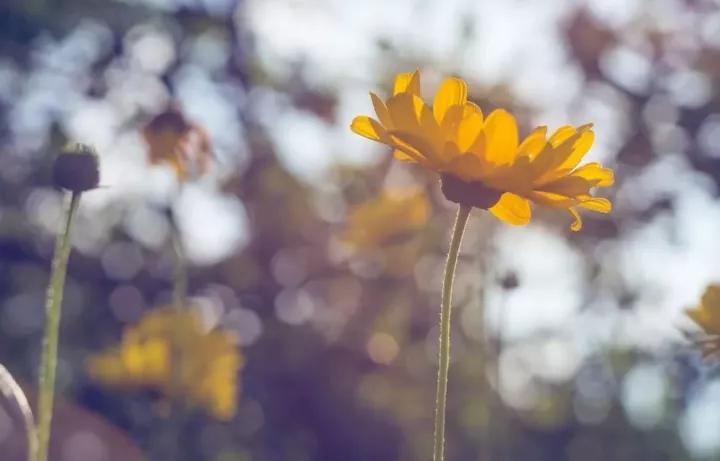 患早期肺癌感觉被全世界抛弃,肺癌是不幸中的万幸吗