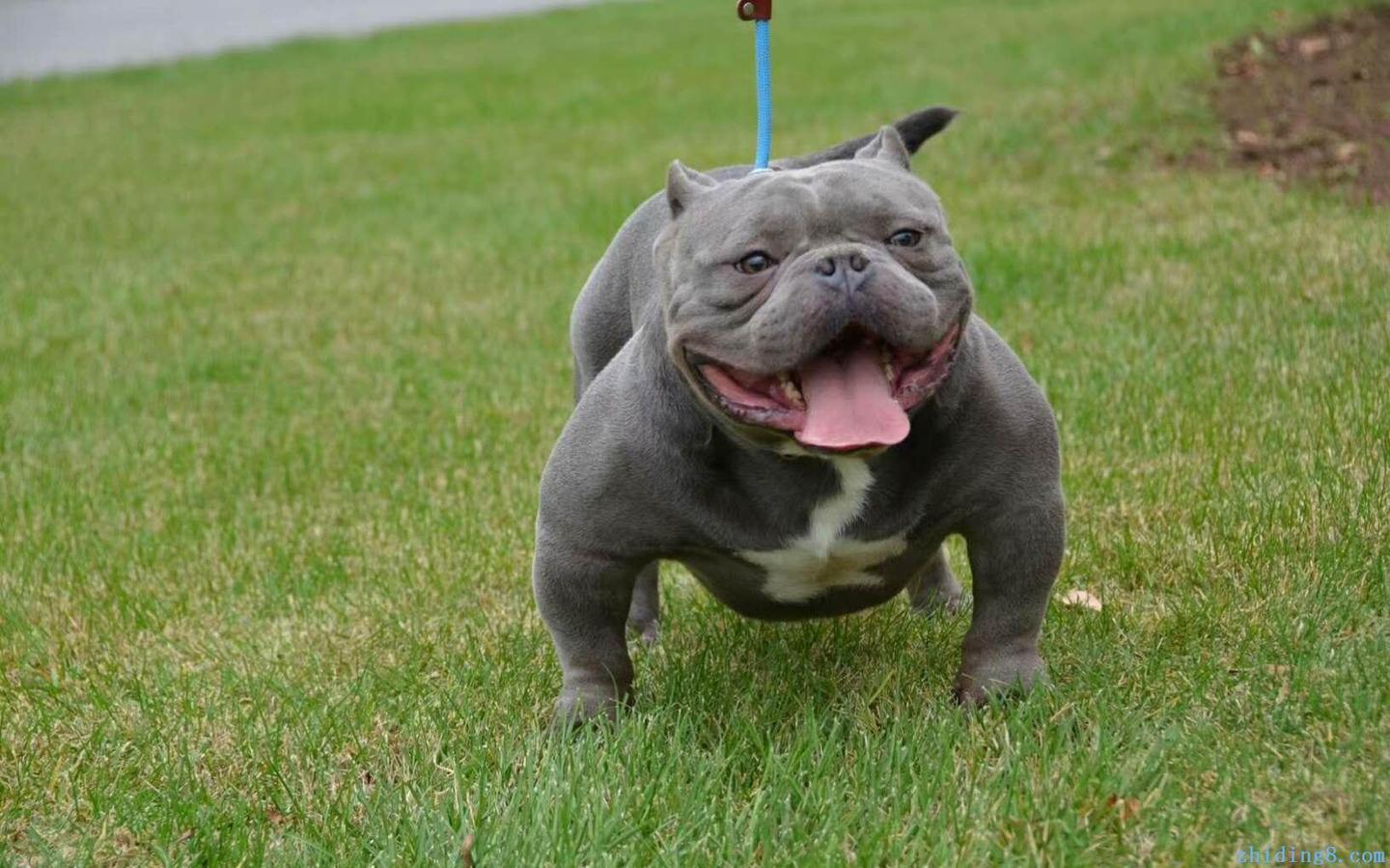 最聪明的十大狗狗品种介绍,史上最全的狗狗品种记得收藏