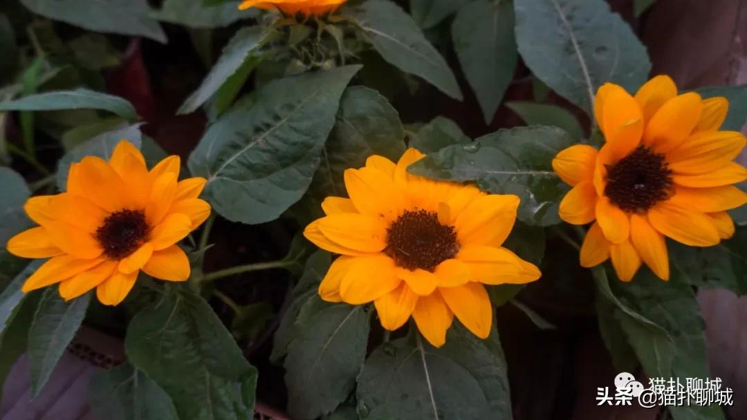 聊城最便宜的花卉批发,聊城附近的花卉市场