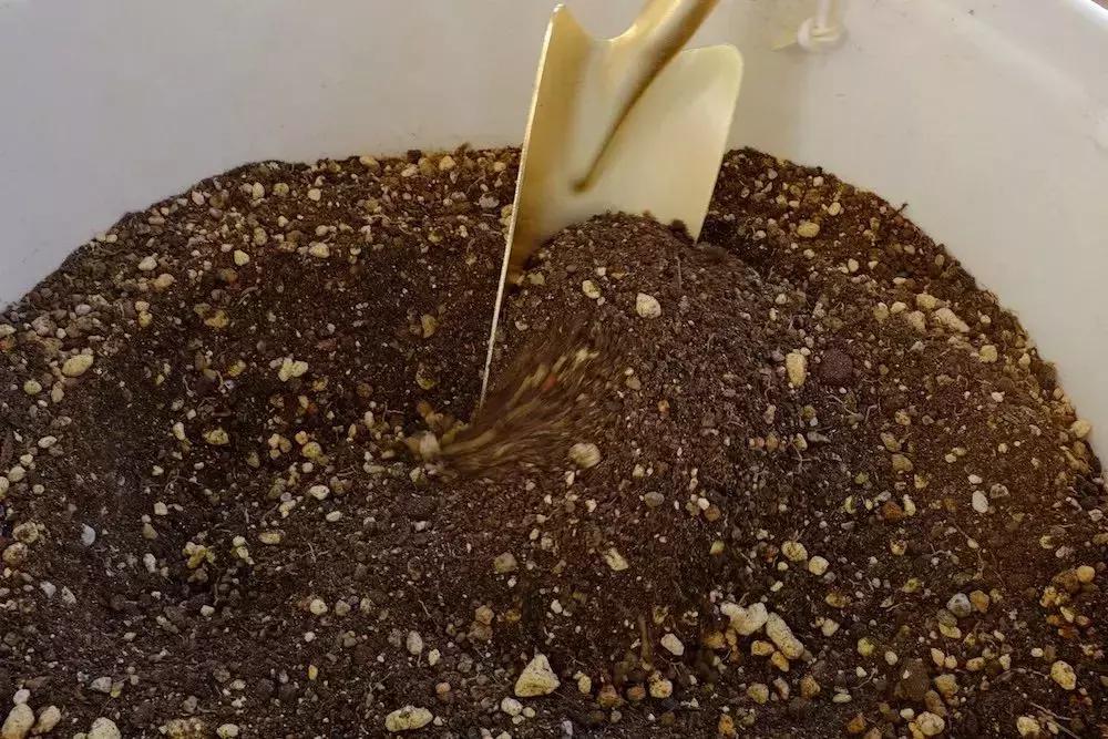 果树盆景快速成型的4个方法,果树盆景初学