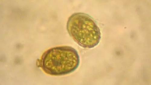 水产养殖业藻类的生命周期,水产养殖常见藻类植物