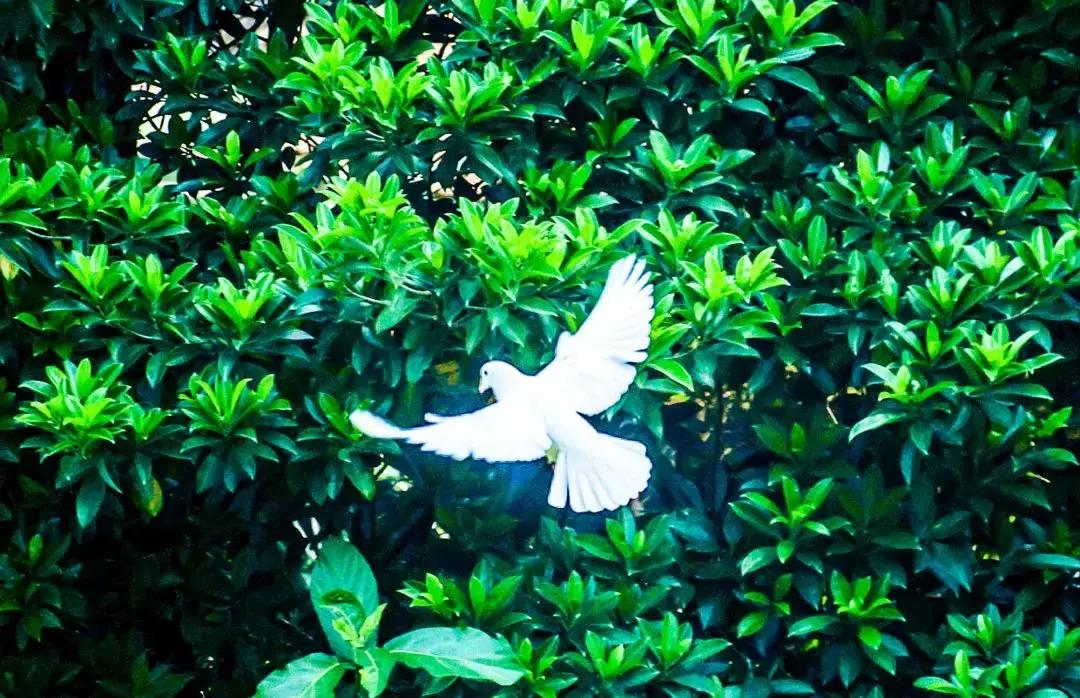 广州白云山什么时候开始改造,广州白云山现在能开上去吗