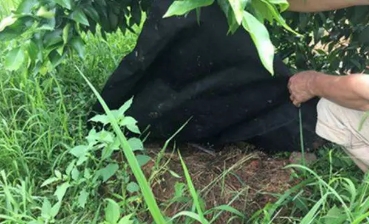 沙糖桔果地除草,沙糖桔园打除草剂