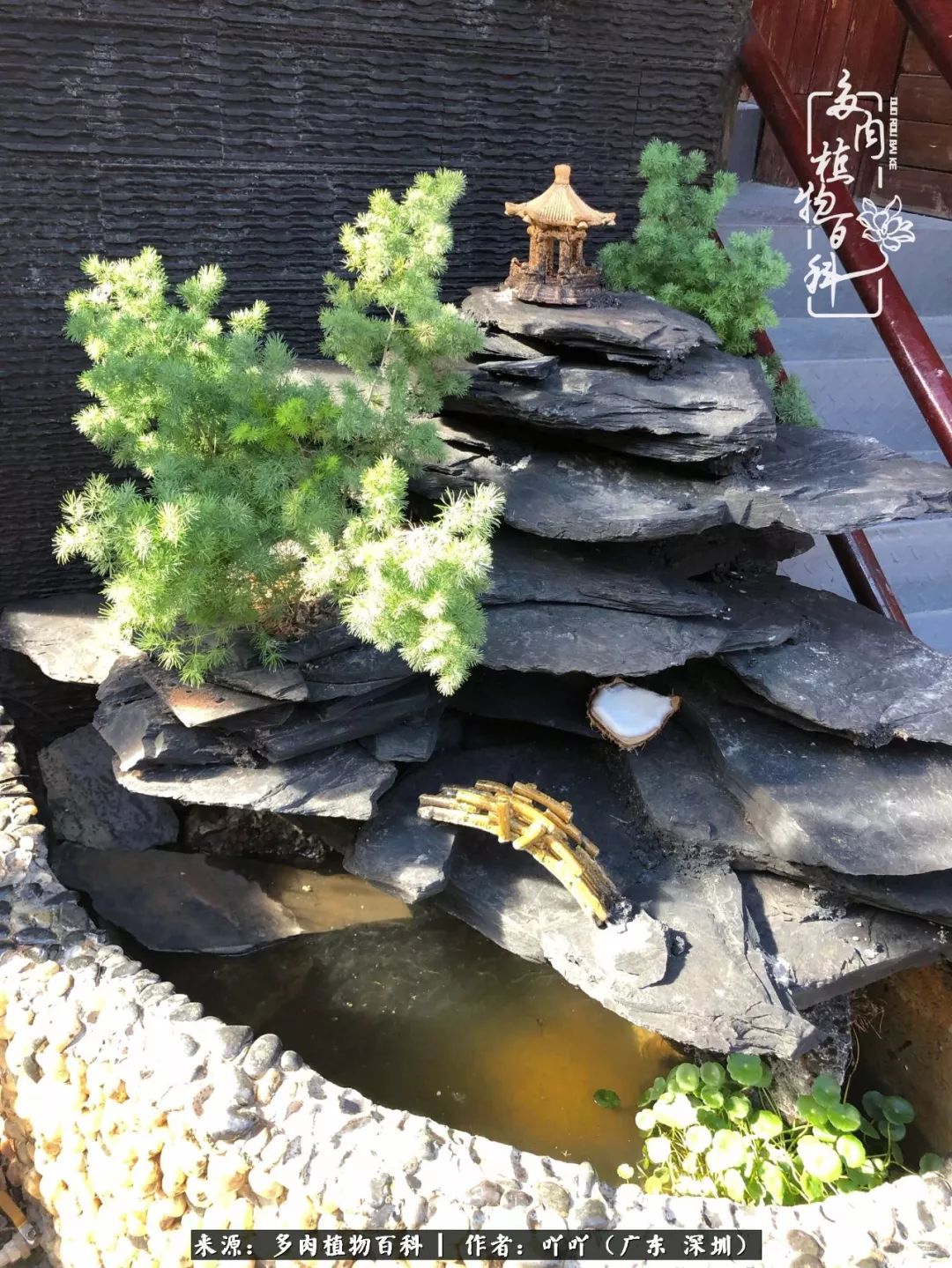 涓冨僵浜戝崡澶氳倝,浜戝崡澶氳倝涔嬫梾