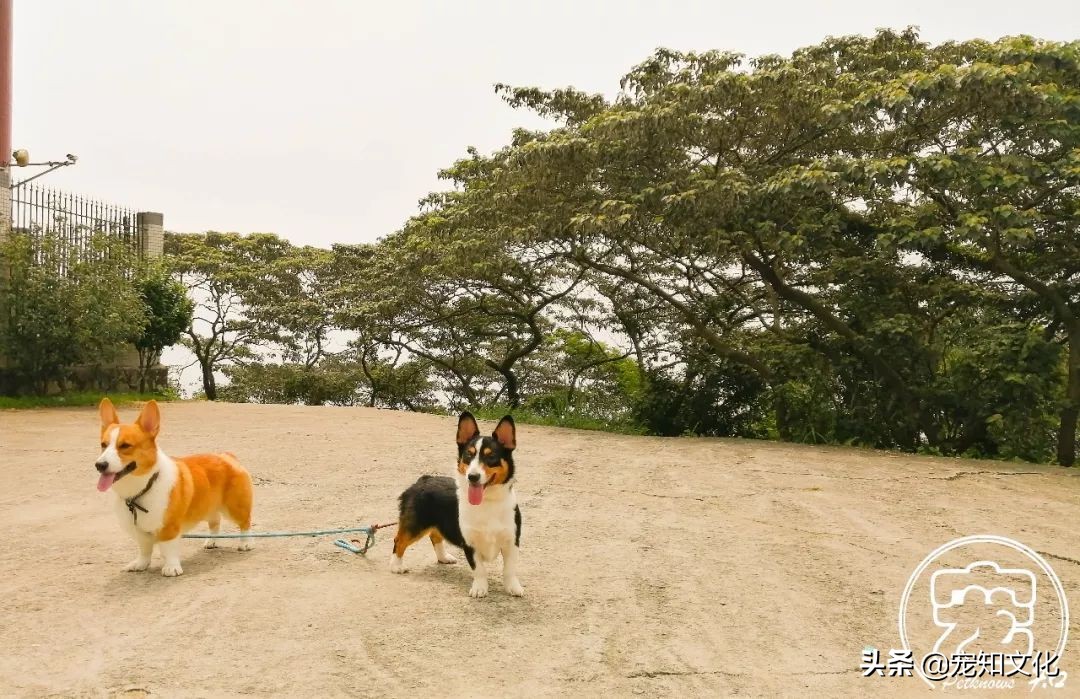 广州南沙黄山鲁森林公园攻略,广州附近可以带宠物的旅游景点