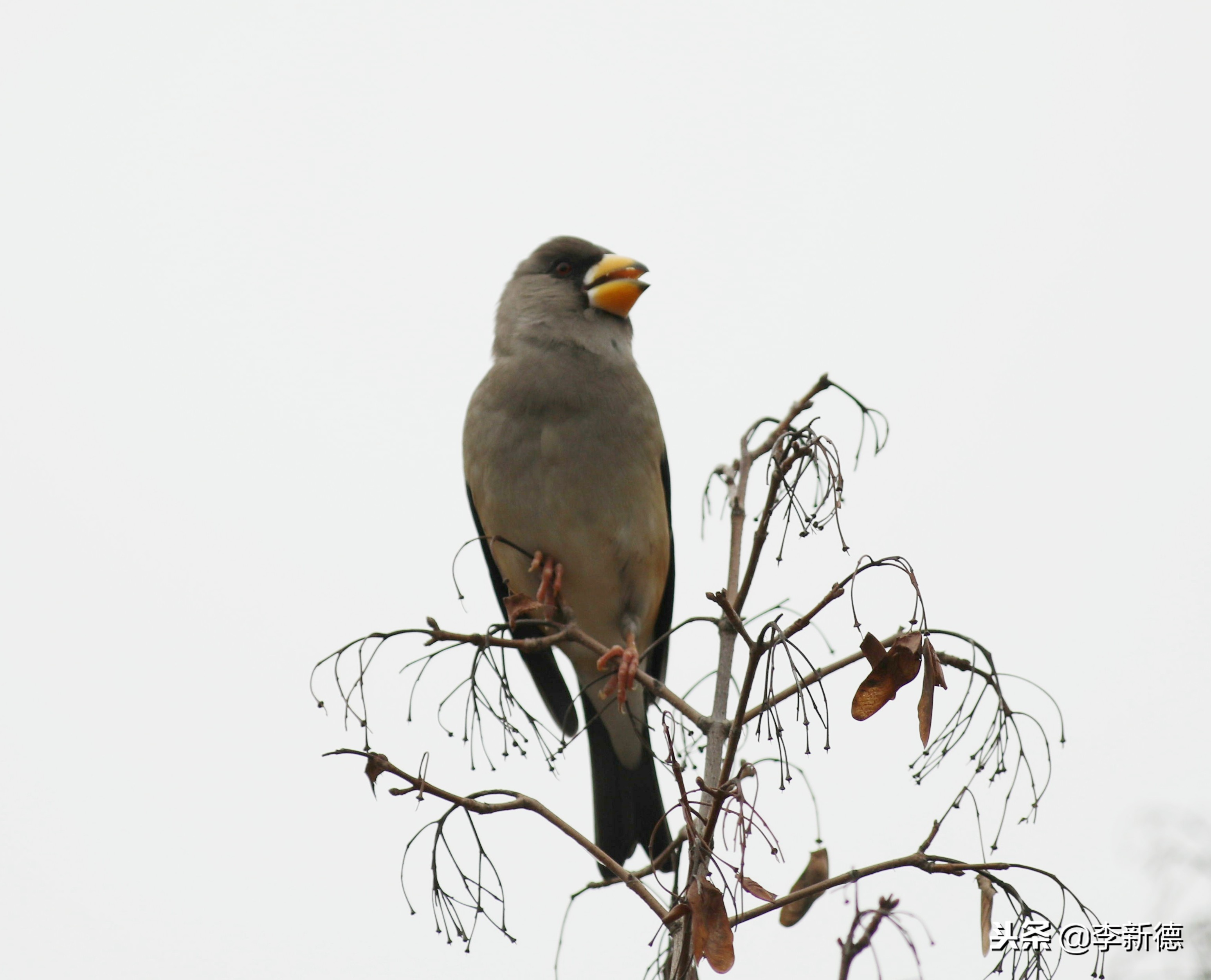 安徽铜嘴鸟,合肥拍鸟视频大全