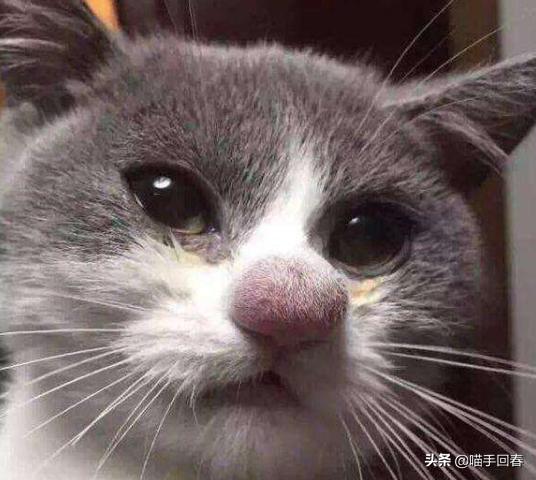 猫咪被蜜蜂蜇自己抓破了,猫咪被蜜蜂蛰了找不到刺