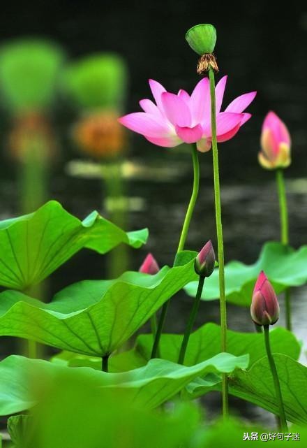 佛说爱情经典句子佛语禅心,佛家关于放下爱情的句子