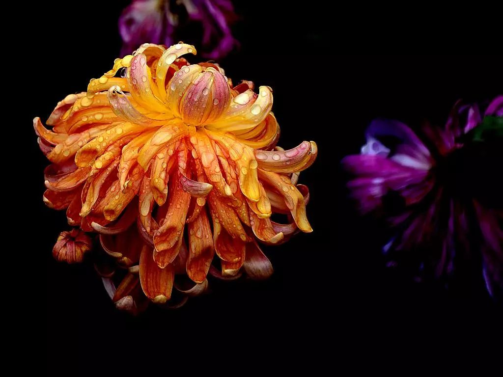 深秋时节的菊花展诗情画意,秋日赏菊30幅菊花图