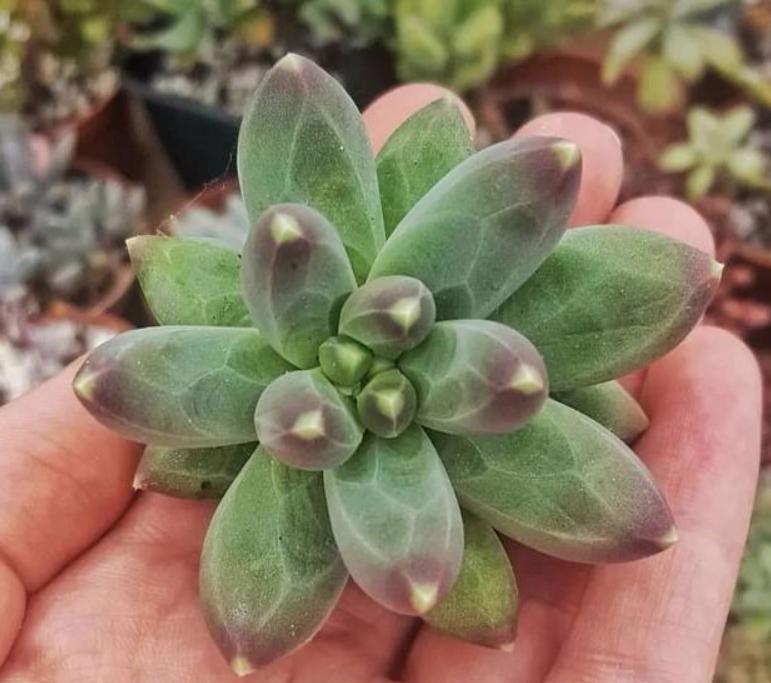 新手养花必须知道的技巧,简单实用低成本自制养花肥料