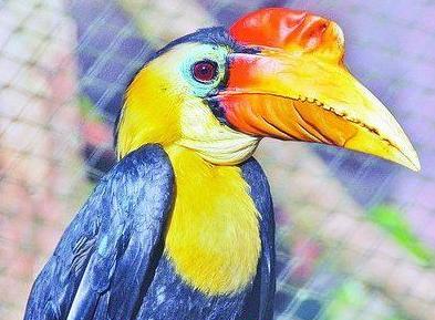 我的爱好之一是的英语,我的爱好之一是弹钢琴用英语怎么说