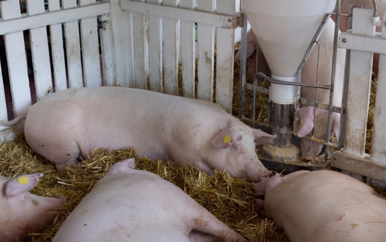 猪周期预测下一轮猪价上涨吗,猪价最新行情猪一般养多久