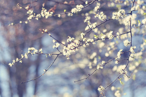 如何快速判断一个字的平仄,字的平仄如何确定