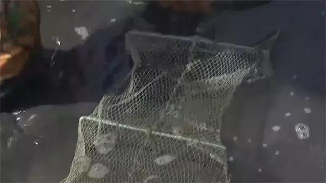 如何捕鱼跳跳鱼,野生跳跳鱼养殖
