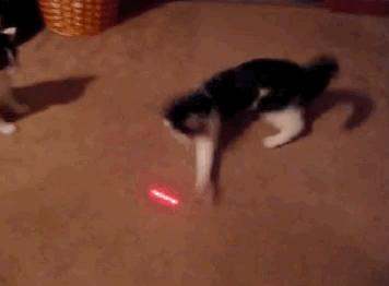 激光笔逗猫对猫咪影响,猫咪追激光笔是聪明还是不聪明
