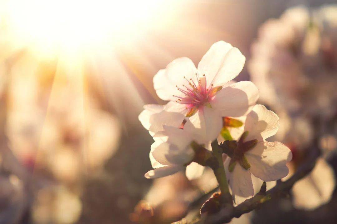 卵巢癌全程管理中医药有优势——中医药肿瘤防治系列科普之七