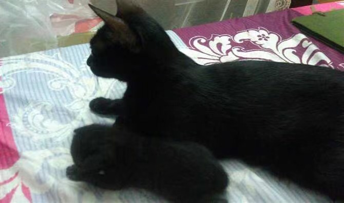 中华田园猫黑猫绿眼,中国田园猫咪黑猫