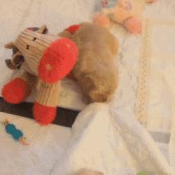 金毛训练定点上厕所,怎么让金毛定点上厕所