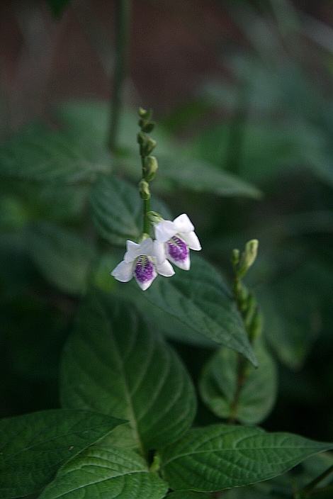 紫玉箫全部视频,紫玉箫全文