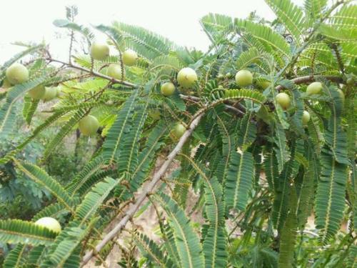 小时候农村常见的野果,小时候吃过的野果刺芽