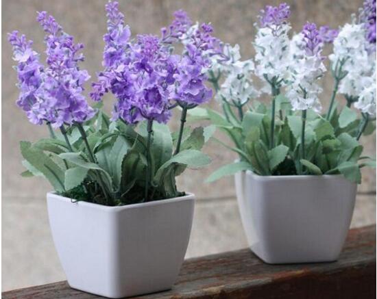 薰衣草扦插繁殖方法和时间,正确的薰衣草的扦插方法是什么