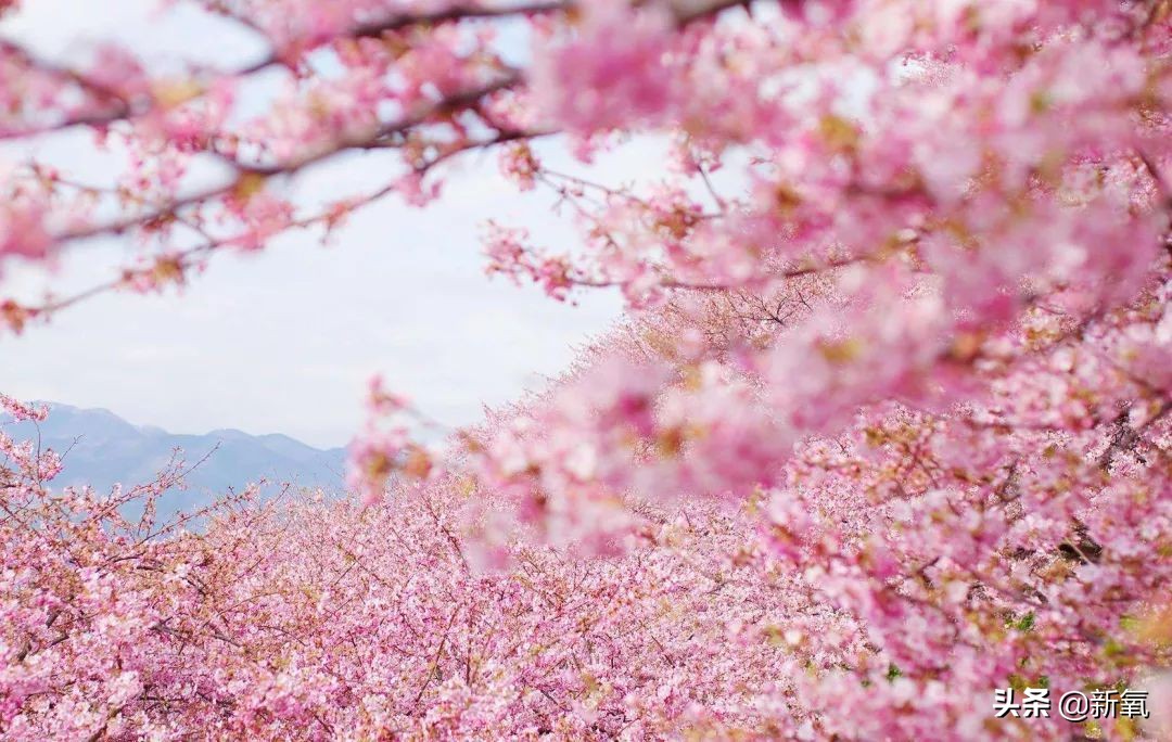 日韩旅游必须绕过的7大坑,日韩旅游从哪里出发便宜