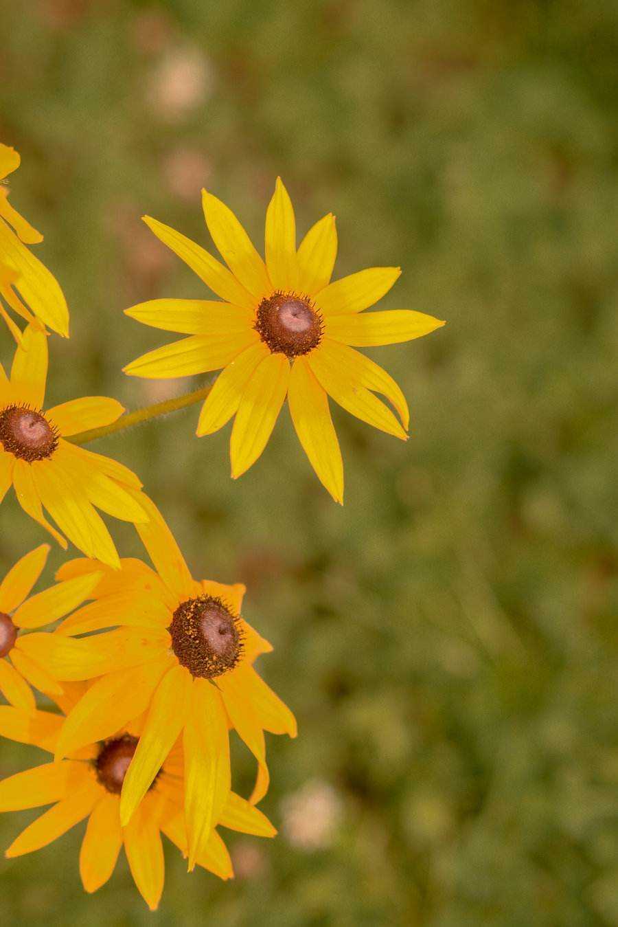 日光菊怎么养护,路边的小野菊怎么养