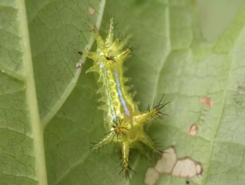 梨树叶子被吃虫害图片及防治方法,梨树八大虫害高清图谱防治方法