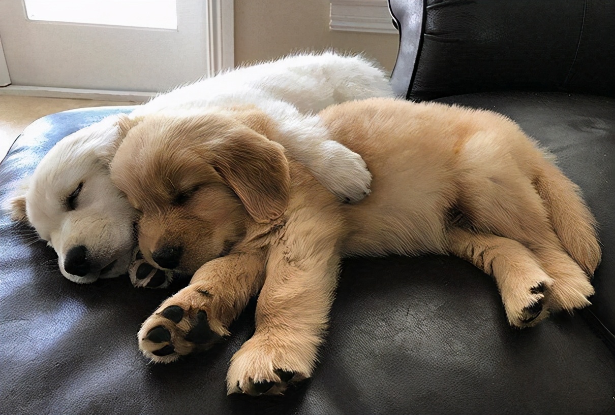 金毛拉的稀怎么办,金毛拉肚子怎么办