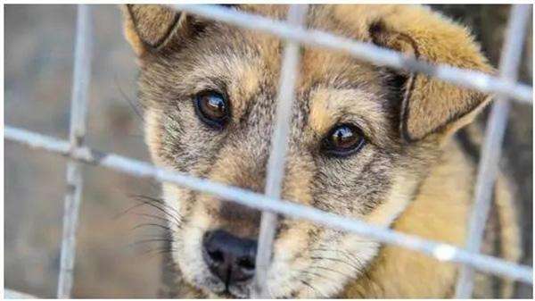 吃狗肉的12个禁忌,食狗肉的100个禁忌