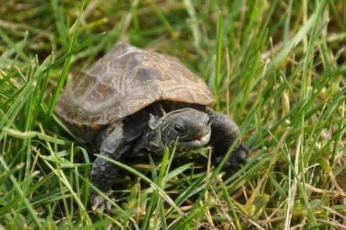 乌龟怎么饲养才能不乱跑,乌龟怎么饲养不生病