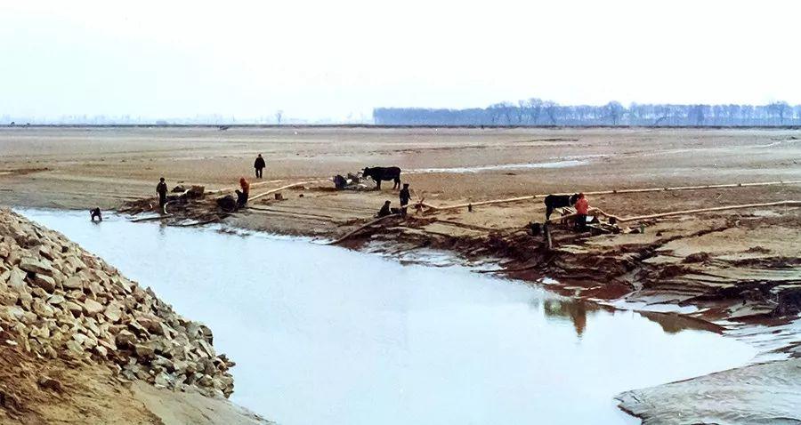 解密65年黄河巨龟,黄河发现巨龟事件真相