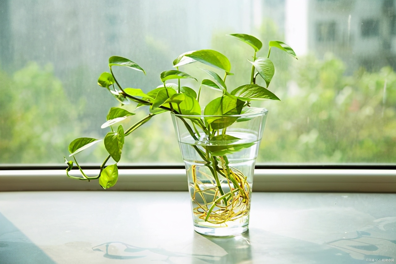 怎么养水培绿萝长得快又茂盛,懒人盆水培绿萝怎样养才能茂盛