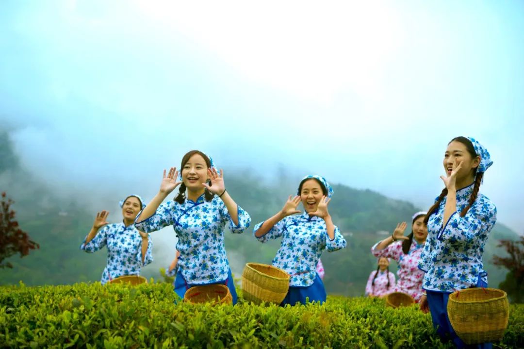 中茶和紫阳茶,紫阳的茶好还是平利的茶好