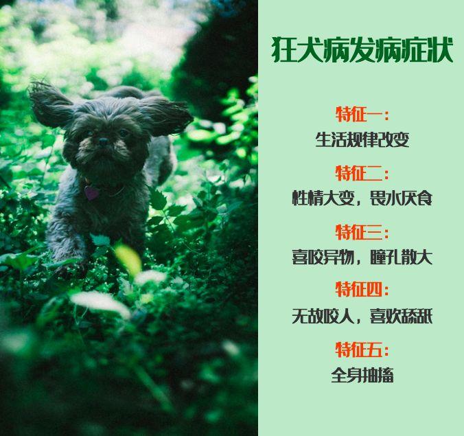 被狗舔了裤子不洗会感染狂犬病吗,被什么狗咬伤会得狂犬病