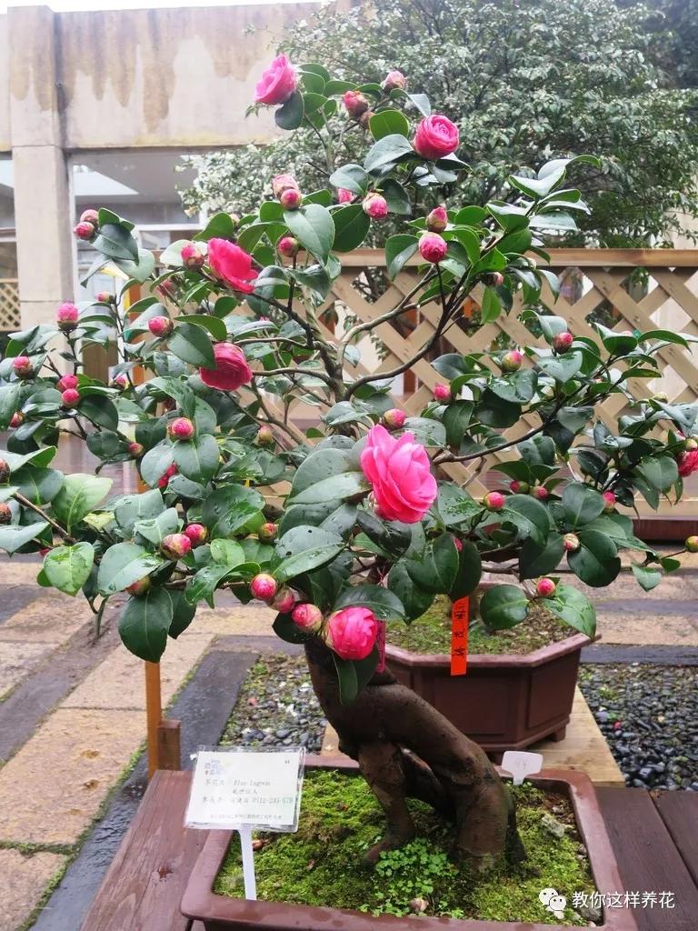 给花浇白醋会怎么样,给花浇营养液后叶子黄了