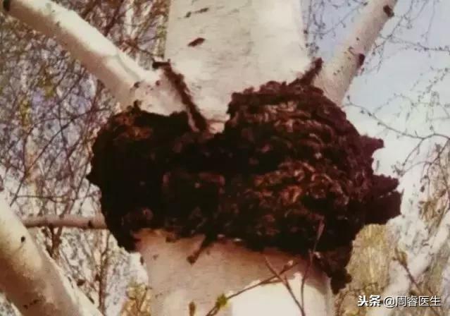 吃什么菌能逆转糖尿病,食用菌治疗糖尿病