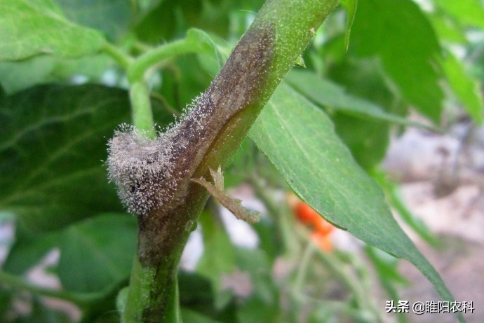 灰霉病很顽固,难根除,教你几个最有效的防治方法