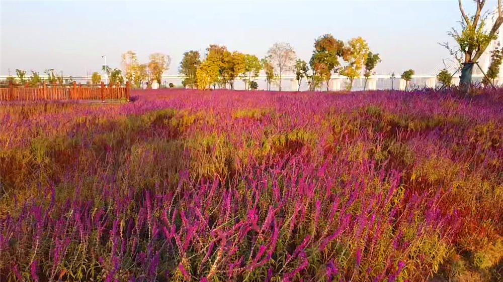 汉口江滩四期向游客开放,武汉打卡江滩公园