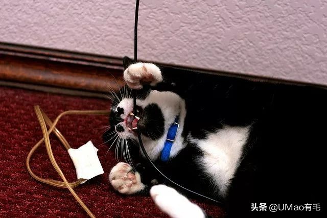 不许猫咪咬东西,不要溺爱猫咪