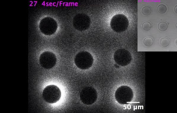 精子和卵子结合的那一刻有灵魂吗,精子与卵子结合时有明亮闪光吗
