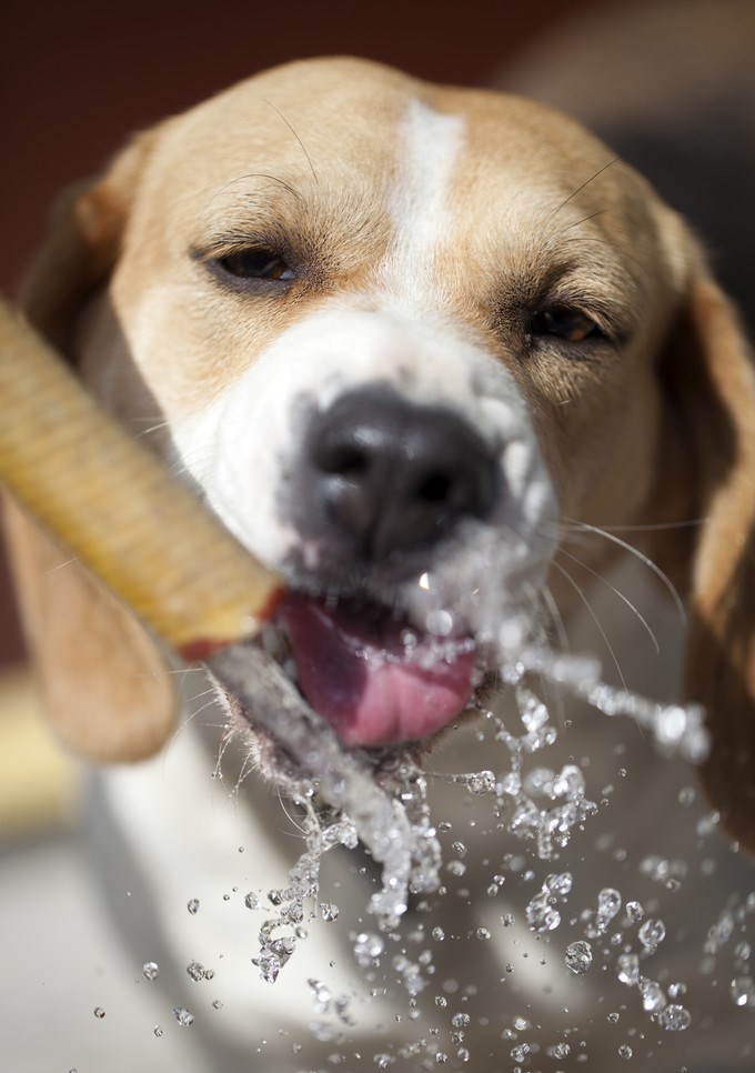狗狗喝水容易打湿毛发？教你一小招，从根本解决，毛孩子干干净净