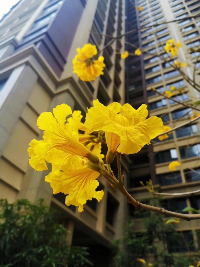 传说中的金沙,金沙世纪城最好小区