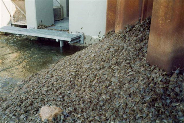 澳洲出演“猖狂的螃蟹”，却遭政府部门“制裁”，本地人：免费送