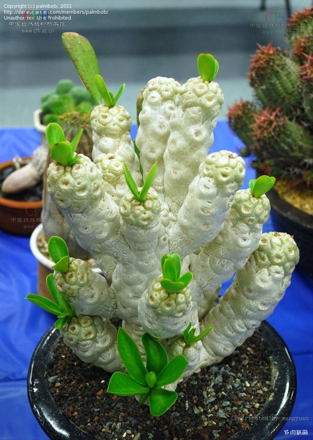 多肉奇趣麒麟好养吗,多肉植物奇葩有趣