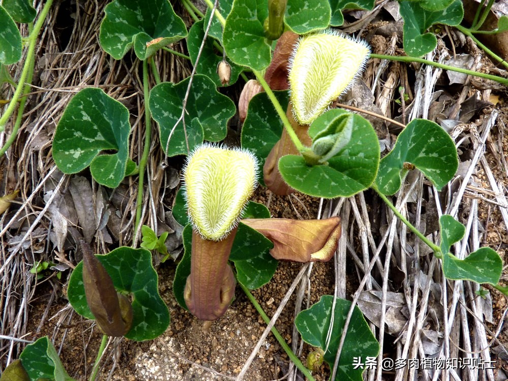 巨花马兜铃怎么繁育,巨花马兜铃图片大全