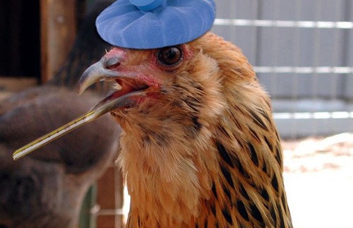 家禽禽流感的主要症状及防控措施,家禽禽流感治疗的土方法